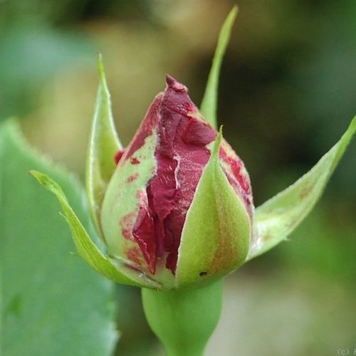 Rosa Violette Parfum - púrpura - Árbol de Rosas Floribunda - rosal de pie alto- forma de corona tupida